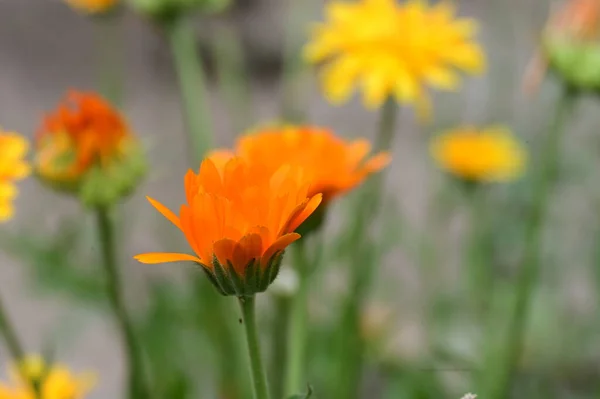 Bahçede Yetişen Güzel Çiçekler — Stok fotoğraf