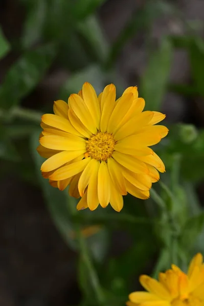 庭で育つ美しい花 — ストック写真