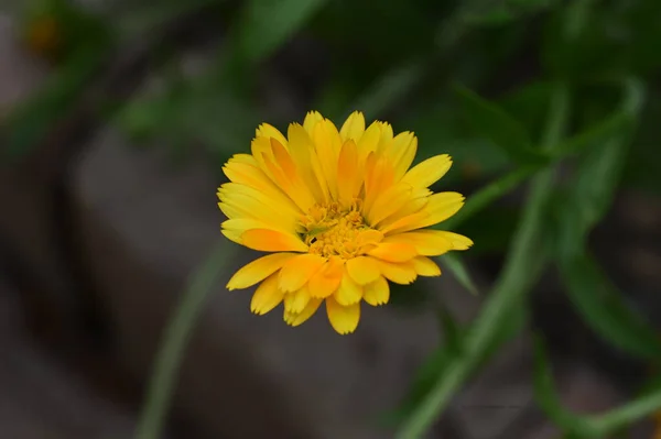 Όμορφο Λουλούδι Που Αναπτύσσεται Στον Κήπο — Φωτογραφία Αρχείου