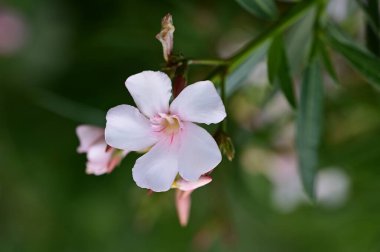 Bahçede yetişen güzel çiçek 