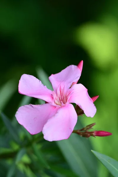 Krásná Květina Rostoucí Zahradě — Stock fotografie