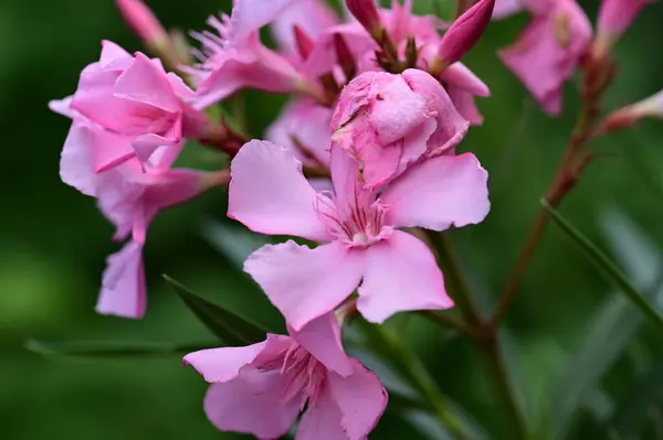 stock image beautiful  flowers growing in garden 