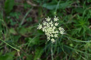 Bahçede yetişen güzel çiçek 