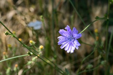 Bahçede yetişen güzel çiçek 