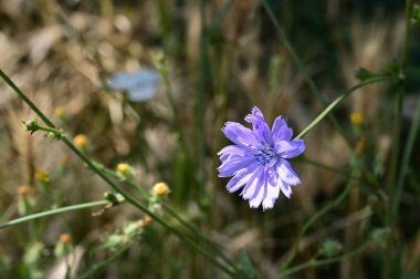 Bahçede yetişen güzel çiçek 