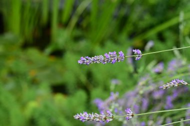 Sahada lavanta çiçekleri