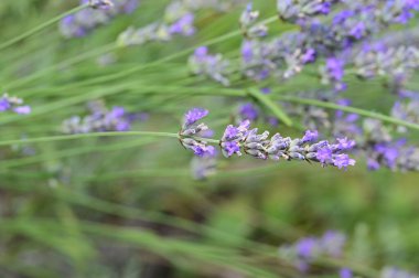Sahada lavanta çiçekleri