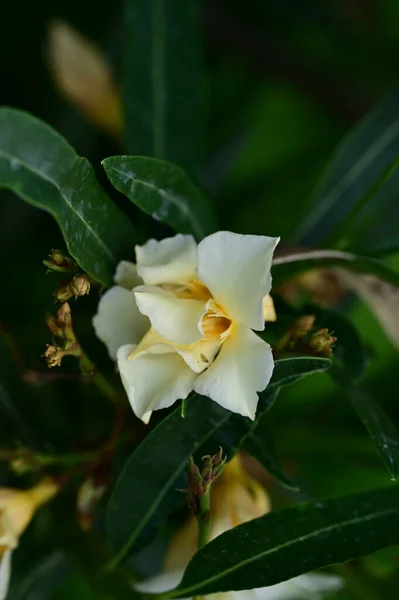 Belle Fleur Poussant Dans Jardin — Photo