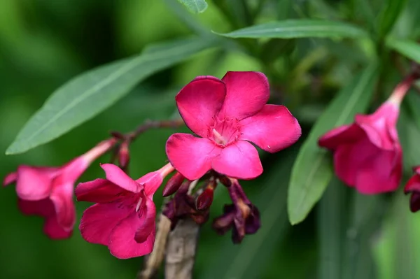Όμορφα Λουλούδια Που Αναπτύσσονται Στον Κήπο — Φωτογραφία Αρχείου