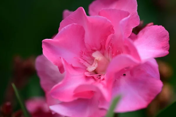 Krásná Květina Rostoucí Zahradě — Stock fotografie