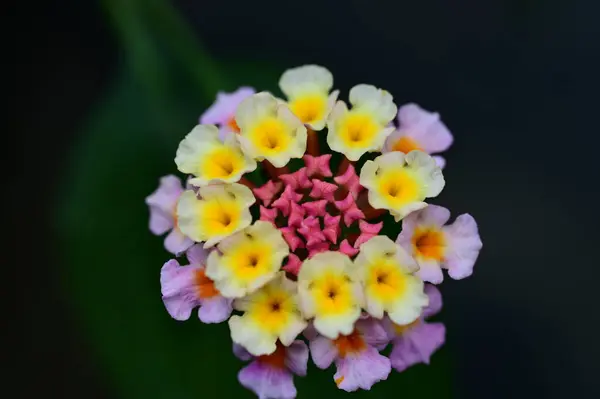 Hermosa Flor Creciendo Jardín — Foto de Stock