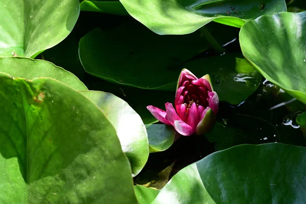 Krásný Botanický Záběr Přírodní Tapety Krásná Vodní Lilie Květina — Stock fotografie