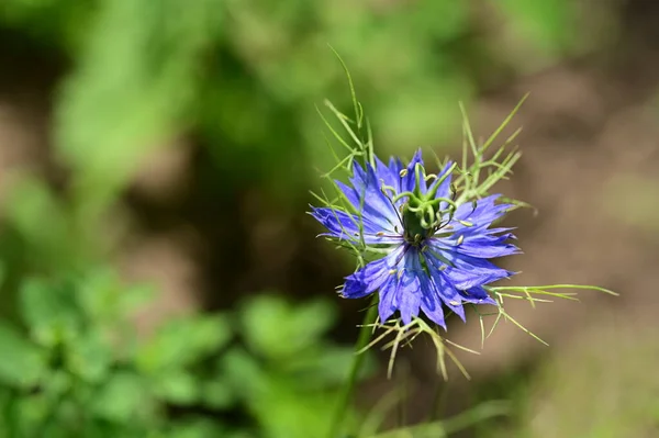Bahçede Yetişen Güzel Çiçek — Stok fotoğraf