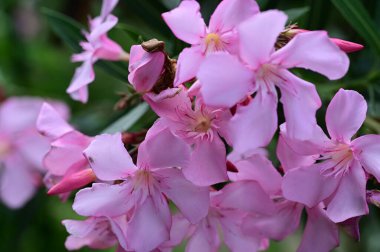 Bahçede yetişen güzel çiçekler 