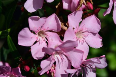 Bahçedeki güzel parlak çiçekler 