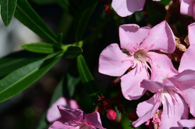Bahçedeki güzel parlak çiçekler 