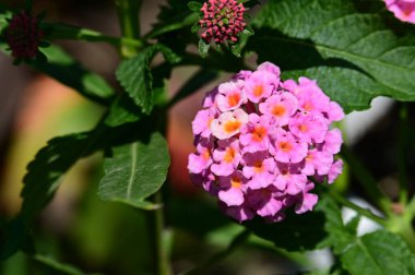 Bahçede güzel çiçek yakın