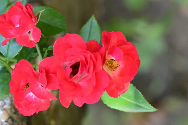 Όμορφα Φωτεινά Τριαντάφυλλα Λουλούδια Στον Κήπο — Φωτογραφία Αρχείου