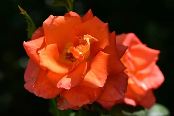 Piękne Jasne Róże Kwiaty Ogrodzie — Zdjęcie stockowe