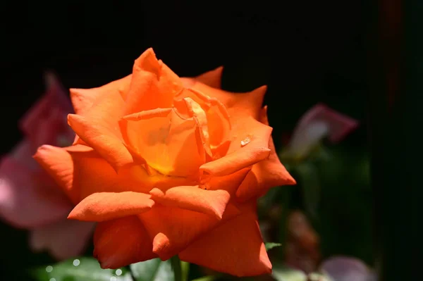 Hermosa Rosa Brillante Cerca — Foto de Stock