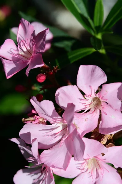 Krásné Jasné Květiny Zahradě — Stock fotografie