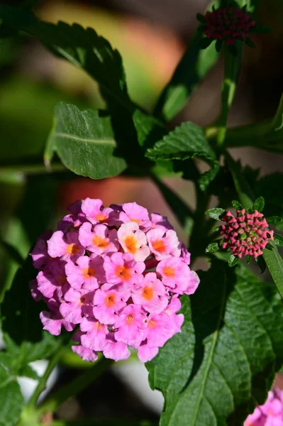 Bahçede Güzel Çiçek Yakın — Stok fotoğraf