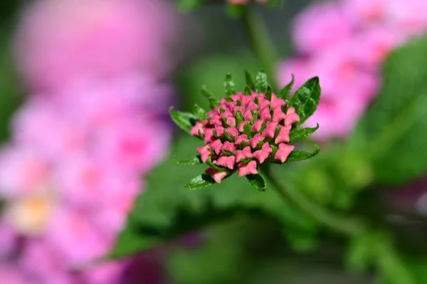 Hermosa Flor Jardín Cerca — Foto de Stock