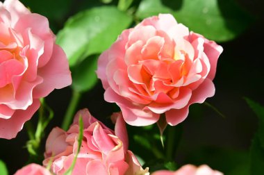 Bahçedeki güzel parlak güller 