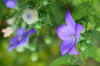 Bahçede güzel çiçek yakın