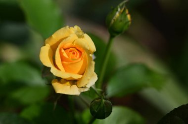 Güzel parlak gül, yakından.