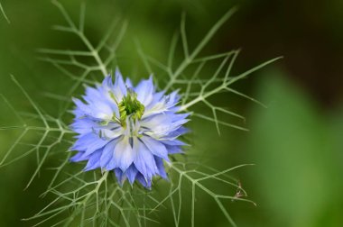 Bahçede güzel çiçek yakın