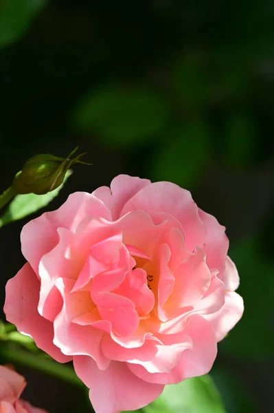 Красивая Яркая Роза Крупным Планом — стоковое фото
