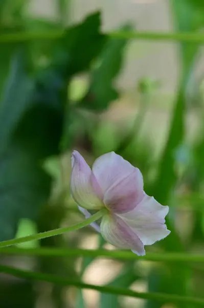 Цветок Саду Крупным Планом — стоковое фото