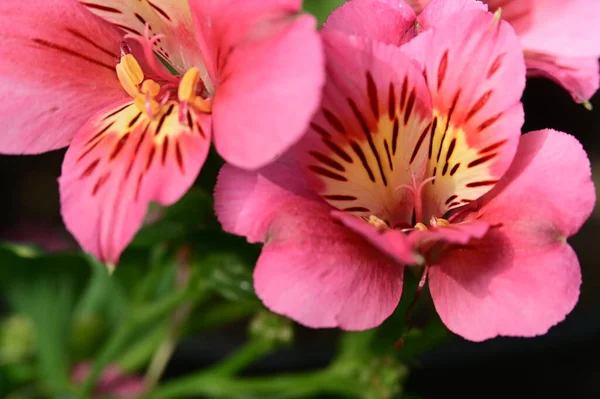 庭の美しい明るい花 — ストック写真