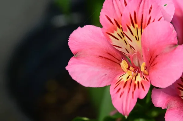 庭の美しい花クローズアップ — ストック写真