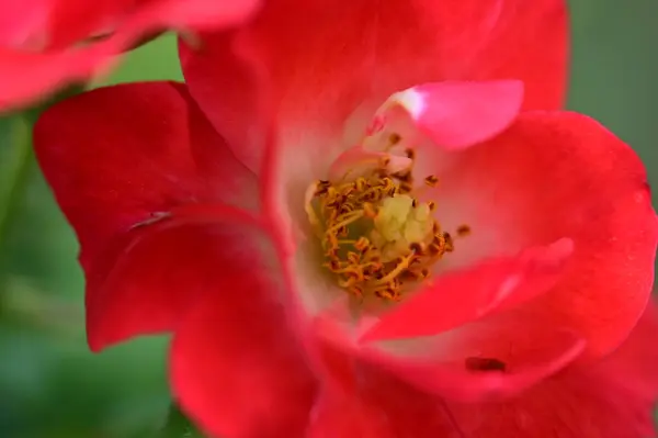 stock image beautiful bright rose close up