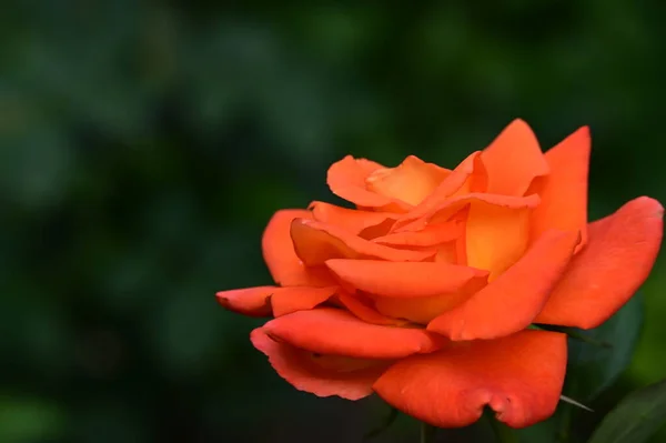 美しい明るいバラが近づいてきました — ストック写真