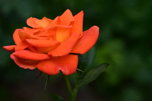 美しい明るいバラが近づいてきました — ストック写真
