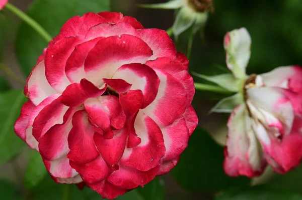 stock image beautiful bright roses   flowers in garden 