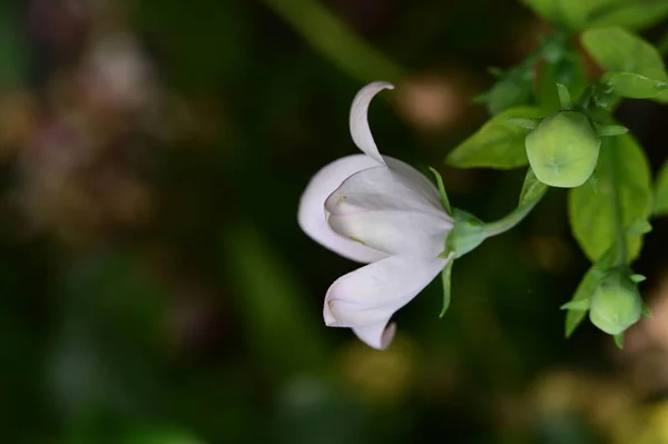 Hermosa Flor Jardín Cerca —  Fotos de Stock