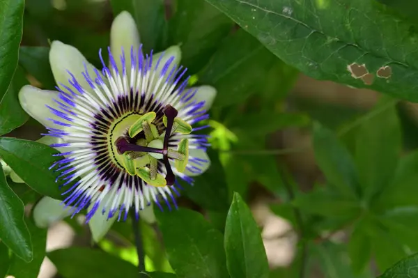 stock image beautiful  flower in garden close up