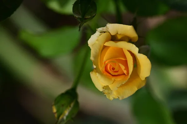 Krásná Jasná Růže Zblízka — Stock fotografie