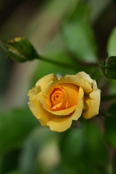 Beautiful Bright Rose Close — Stock Photo, Image