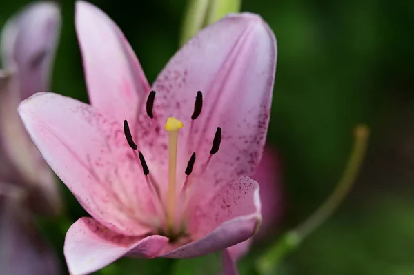庭の美しい花クローズアップ — ストック写真