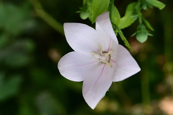 Piękny Kwiat Ogrodzie Bliska — Zdjęcie stockowe