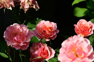 Bahçedeki güzel parlak güller 