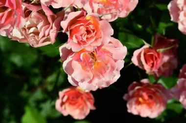 Bahçedeki güzel parlak güller 