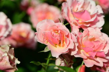 Bahçedeki güzel parlak güller 