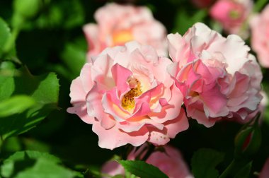 Bahçedeki güzel parlak güller 