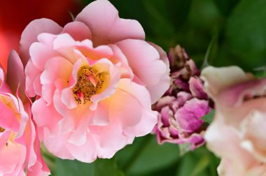 Bahçedeki güzel parlak güller 